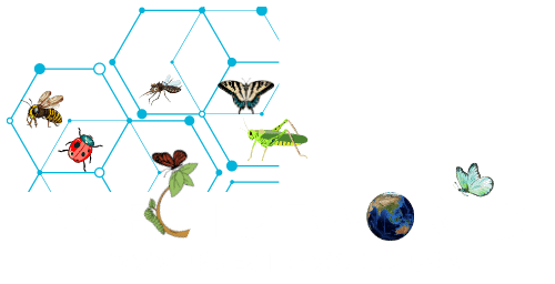 www.insectofworld.com