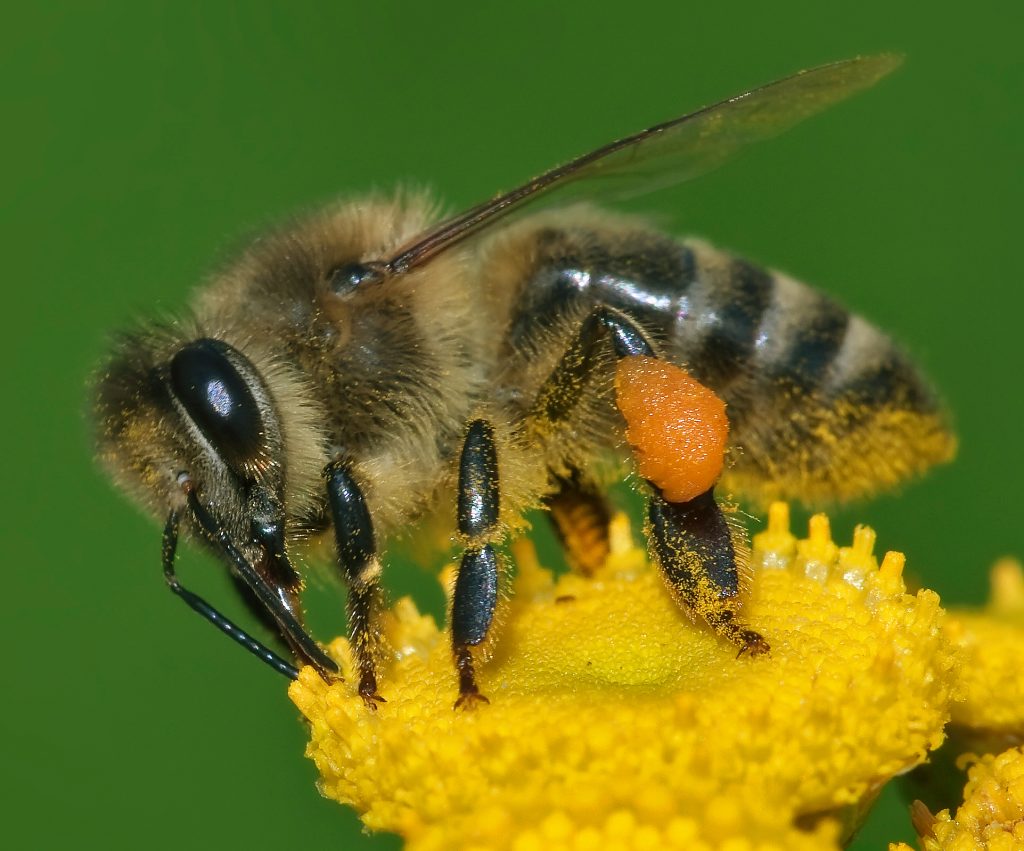 ผึ้ง